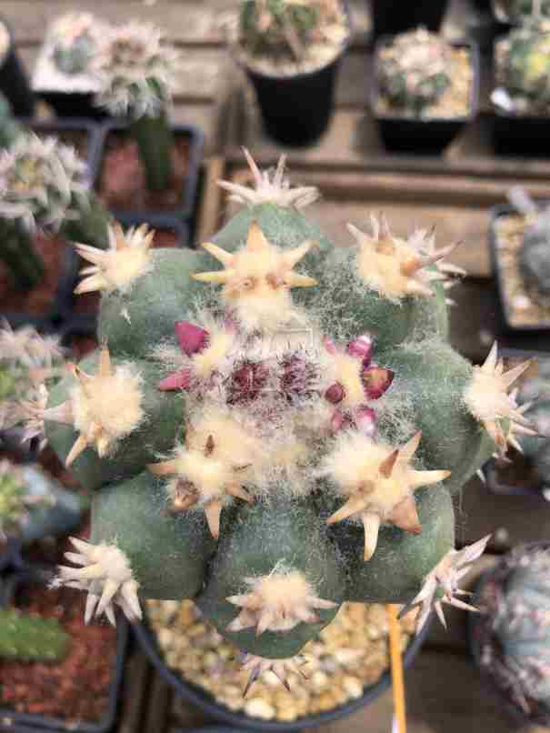 短刺翠平丸