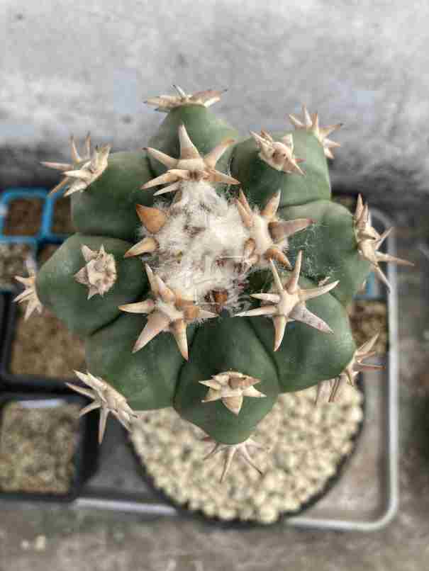 短刺翠平丸