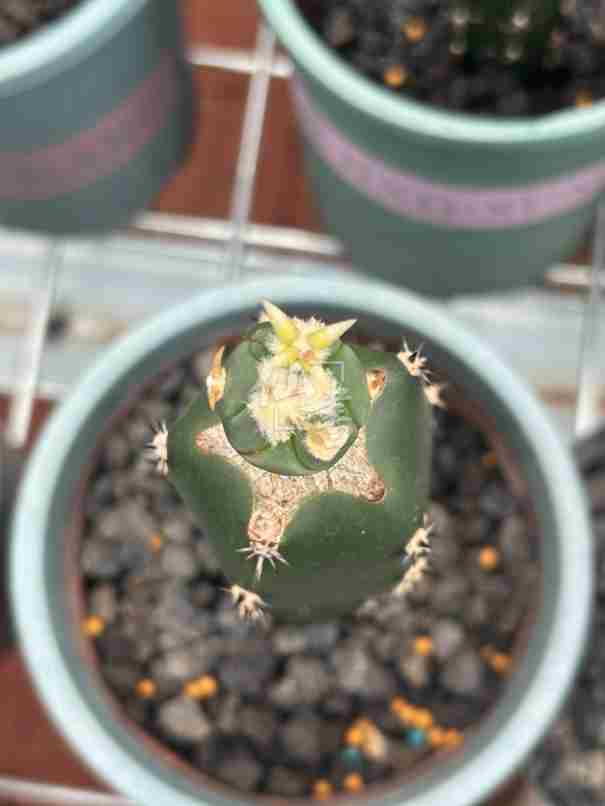 翠平丸