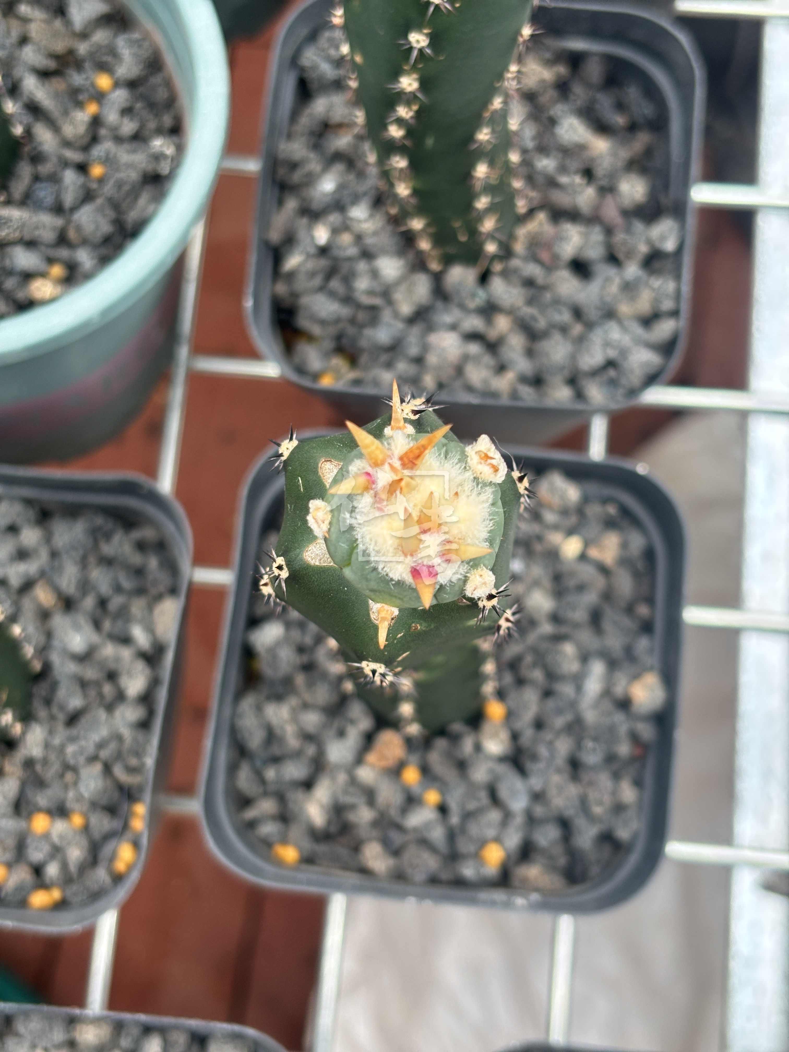 翠平丸