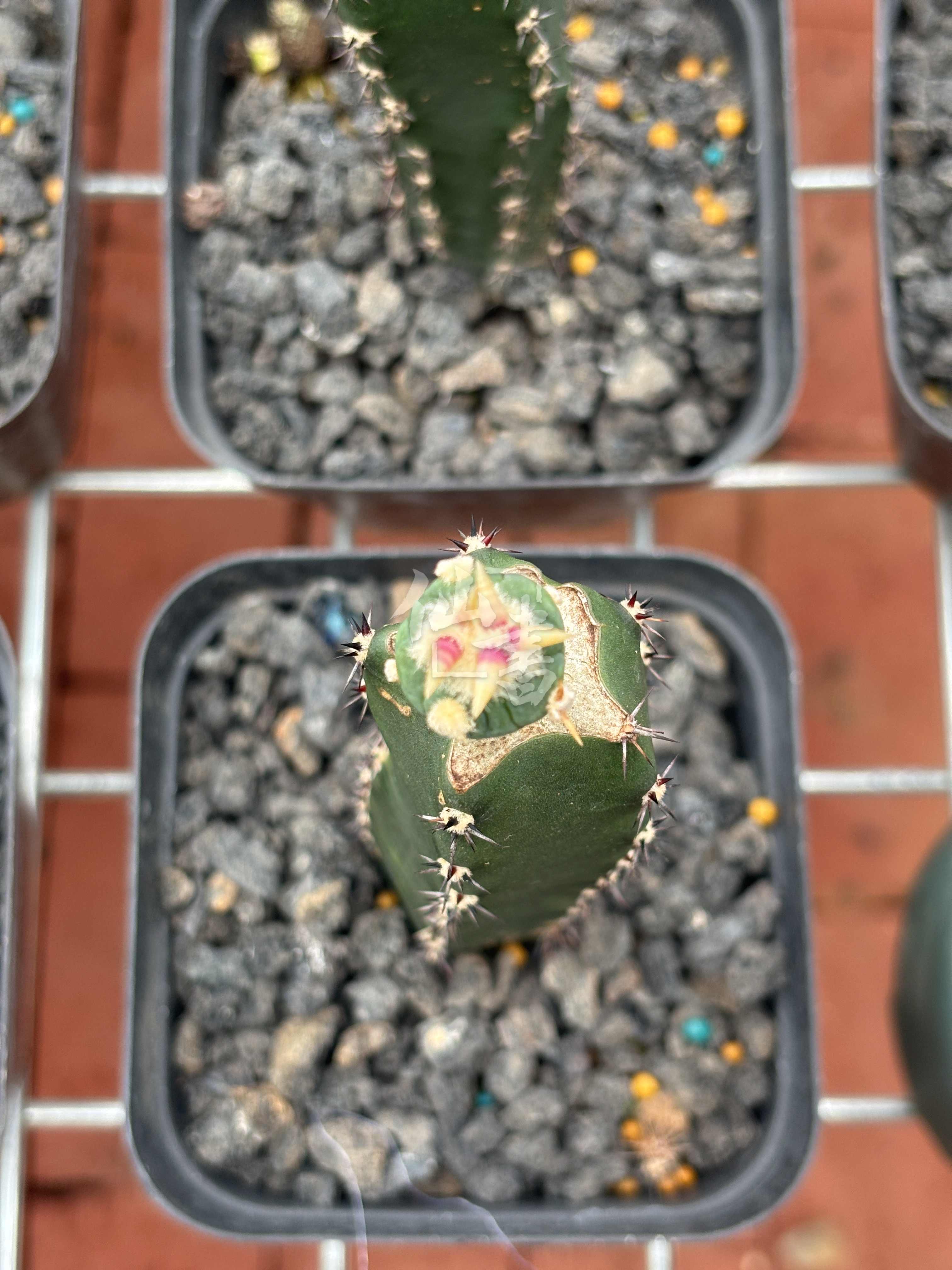 翠平丸