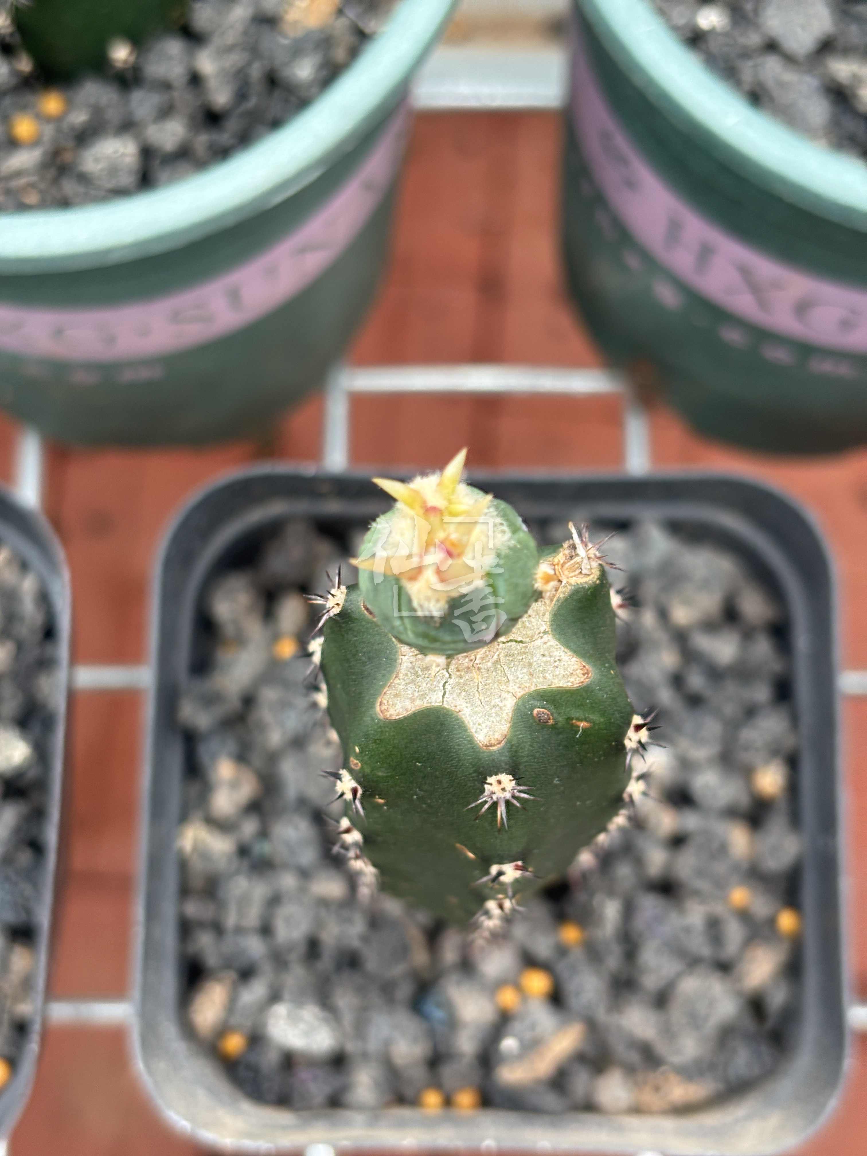翠平丸