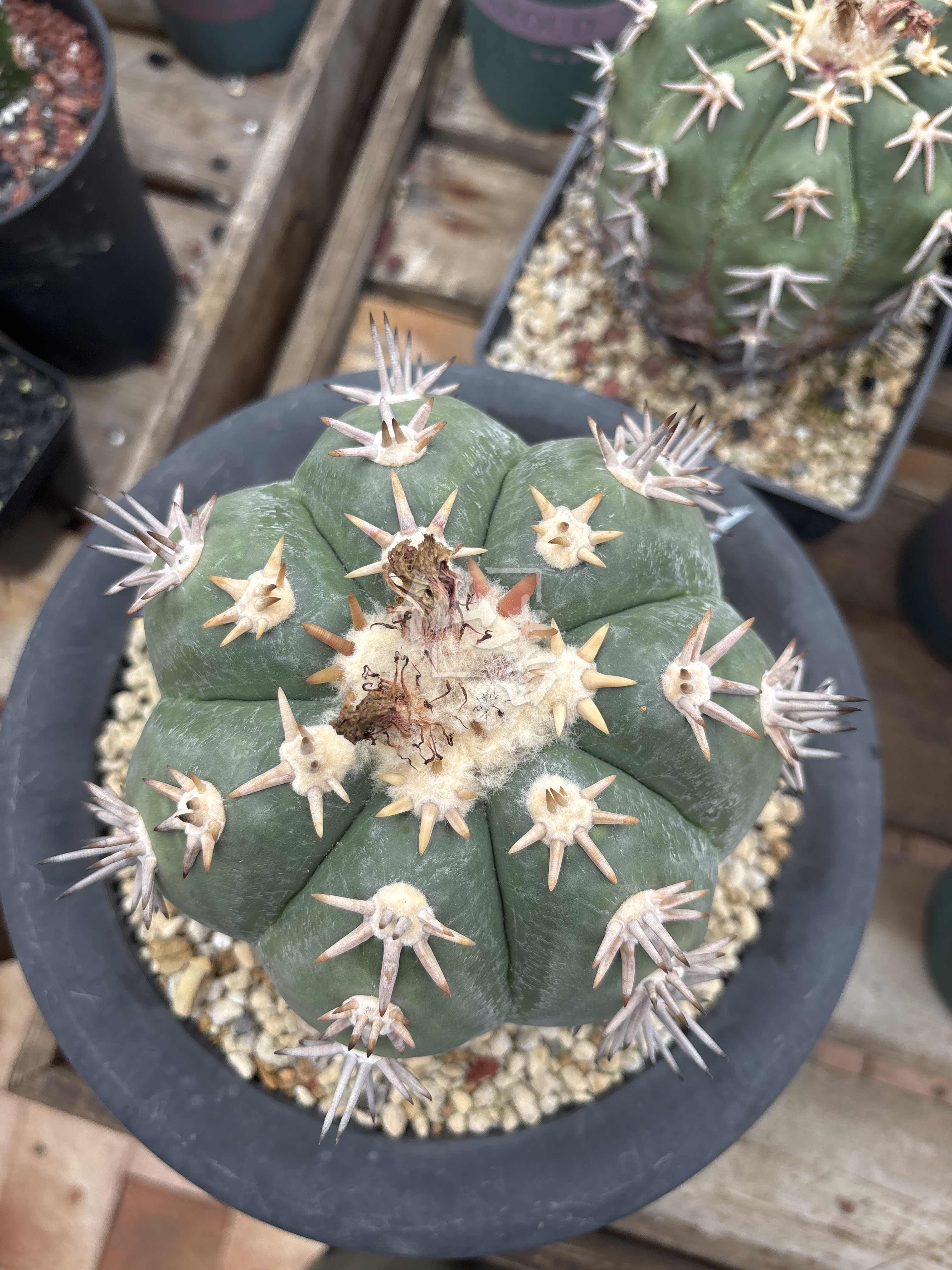 短刺翠平丸