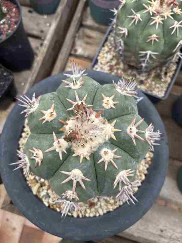 短刺翠平丸