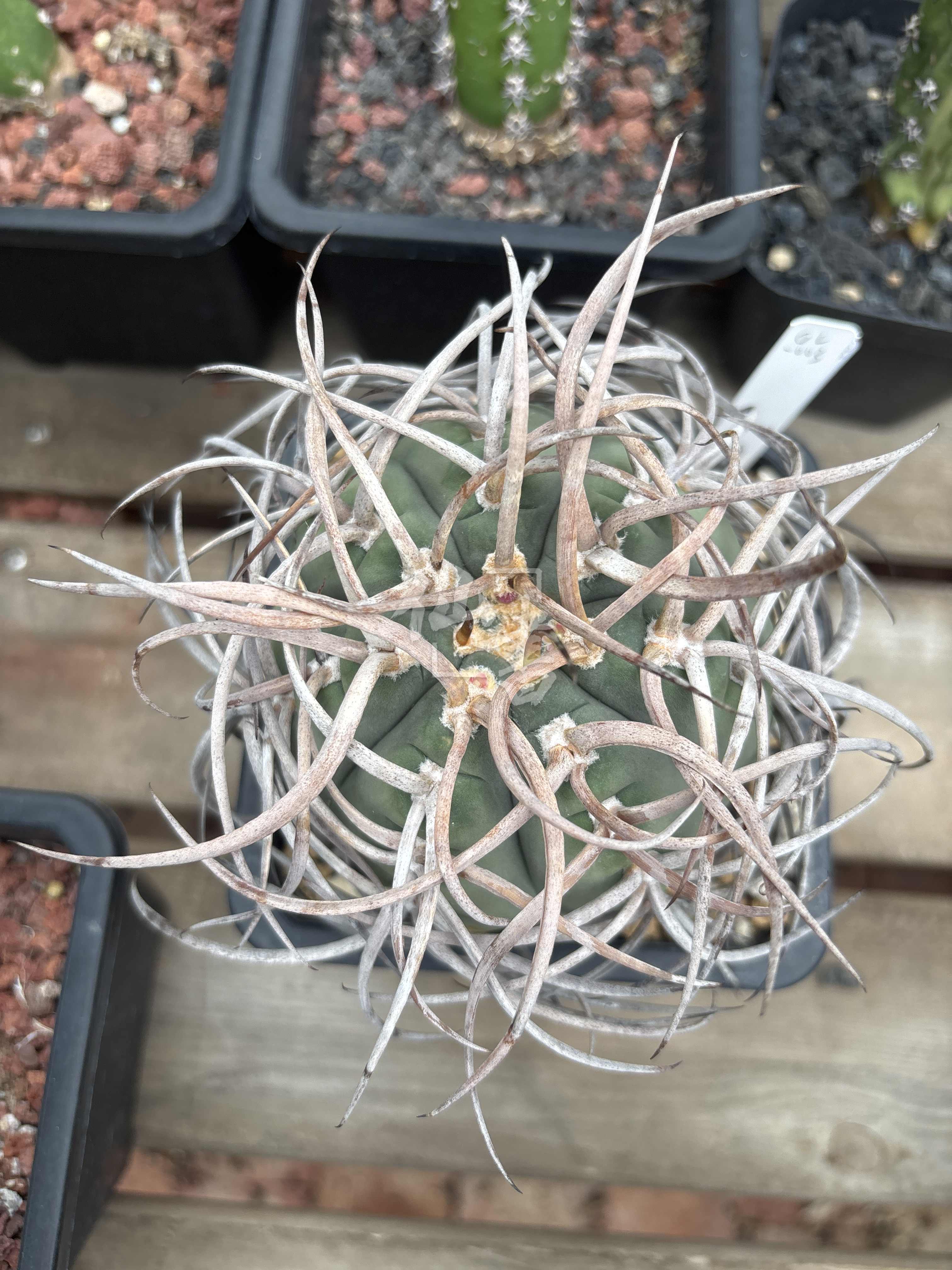 光琳玉
